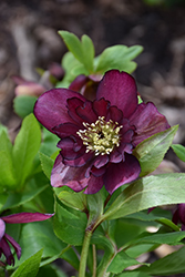 Wedding Party True Love Hellebore (Helleborus 'True Love') at Hunniford Gardens