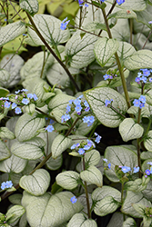 Alexandria Bugloss (Brunnera macrophylla 'Alexandria') at Hunniford Gardens