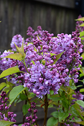Scentara Double Blue Lilac (Syringa x hyacinthiflora 'SMNSHBBL') at Hunniford Gardens