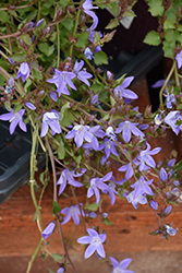 Blue Waterfall Serbian Bellflower (Campanula poscharskyana 'Blue Waterfall') at Hunniford Gardens