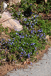 Turkish Speedwell (Veronica liwanensis) at Hunniford Gardens
