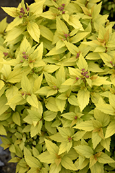 Mini Sunglo Spirea (Spiraea x bumalda 'Mini Sunglo') at Hunniford Gardens