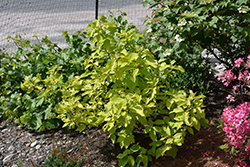 Neon Burst Dogwood (Cornus alba 'ByBoughen') at Hunniford Gardens