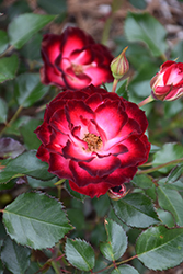 Never Alone Rose (Rosa 'CNLA 362') at Hunniford Gardens