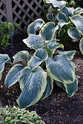 Gigantosaurus Hosta (Hosta 'Gigantosaurus') at Hunniford Gardens