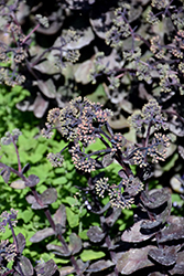 Night Light Stonecrop (Sedum 'Night Light') at Hunniford Gardens