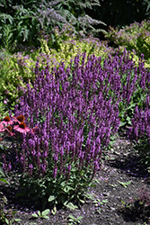 Pink Profusion Meadow Sage (Salvia nemorosa 'Pink Profusion') at Hunniford Gardens