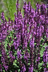 Pink Profusion Meadow Sage (Salvia nemorosa 'Pink Profusion') at Hunniford Gardens