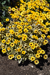 Touch Of Blush False Sunflower (Heliopsis helianthoides 'Touch Of Blush') at Hunniford Gardens