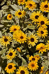Touch Of Blush False Sunflower (Heliopsis helianthoides 'Touch Of Blush') at Hunniford Gardens