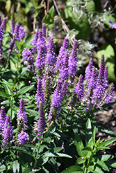 Purple Leia Speedwell (Veronica 'Purple Leia') at Hunniford Gardens