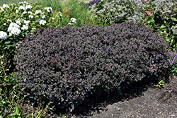 Night Light Stonecrop (Sedum 'Night Light') at Hunniford Gardens