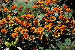 Bleeding Hearts False Sunflower (Heliopsis helianthoides 'Bleeding Hearts') at Hunniford Gardens