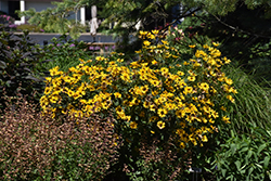 Tuscan Gold False Sunflower (Heliopsis helianthoides 'Inhelsodor') at Hunniford Gardens