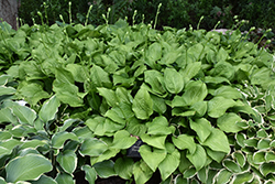 Royal Standard Hosta (Hosta 'Royal Standard') at Hunniford Gardens