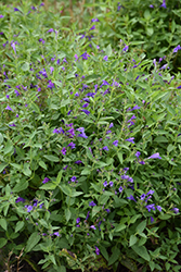 Prelude Purple Catmint (Nepeta subsessilis 'Balprelurp') at Hunniford Gardens