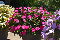 SunPatiens Vigorous Rose Pink New Guinea Impatiens (Impatiens 'SAKIMP052') at Hunniford Gardens