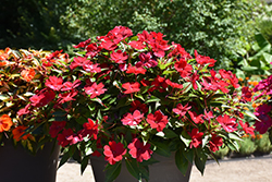 SunPatiens Vigorous Red Impatiens (Impatiens 'SAKIMP048') at Hunniford Gardens