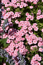 Gisele Light Pink+Eye Phlox (Phlox 'KLEPX20585') at Hunniford Gardens