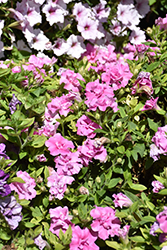 Vogue Pink Double Petunia (Petunia 'Balvogink') at Hunniford Gardens