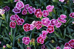 Pink Kisses Carnation (Dianthus caryophyllus 'Pink Kisses') at Hunniford Gardens
