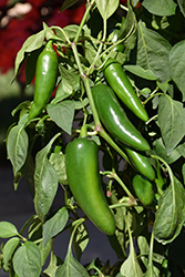 Pot-a-Peno Pepper (Capsicum annuum 'Pot-a-Peno') at Hunniford Gardens