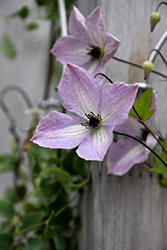 Fairy Dust Clematis (Clematis 'Fairy Dust') at Hunniford Gardens
