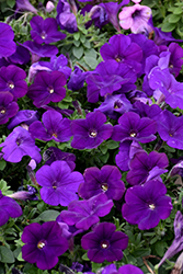 Starlet Blue Petunia (Petunia 'Balspunlu') at Hunniford Gardens
