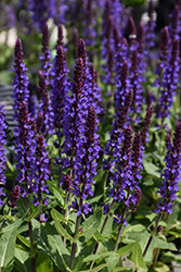 Violet Profusion Meadow Sage (Salvia nemorosa 'Violet Profusion') at Hunniford Gardens