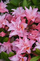 Electric Lights Double Pink Azalea (Rhododendron 'UMNAZ 493') at Hunniford Gardens