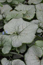Alexandria Bugloss (Brunnera macrophylla 'Alexandria') at Hunniford Gardens