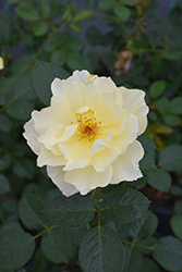 Yukon Sun Rose (Rosa 'Yukon Sun') at Hunniford Gardens