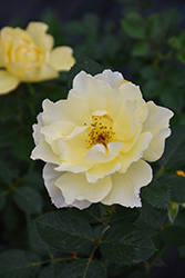 Yukon Sun Rose (Rosa 'Yukon Sun') at Hunniford Gardens