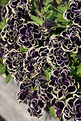 Midnight Gold Petunia (Petunia 'MIYOPEEA') at Hunniford Gardens