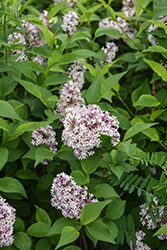 Baby Kim Lilac (Syringa 'SMNSDTP') at Hunniford Gardens