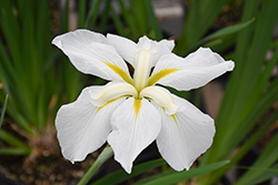 Gold Bound Japanese Iris (Iris ensata 'Gold Bound') at Hunniford Gardens