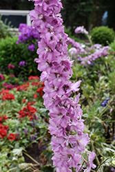 Delgenius Chantay Larkspur (Delphinium 'Chantay') at Hunniford Gardens