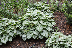 Alexandria Bugloss (Brunnera macrophylla 'Alexandria') at Hunniford Gardens