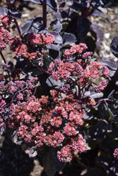 Thunderhead Stonecrop (Sedum 'Thunderhead') at Hunniford Gardens