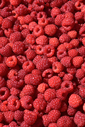 Joan J Raspberry (Rubus 'Joan J') at Hunniford Gardens
