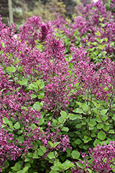 Bloomerang Ballet Reblooming Lilac (Syringa 'SMNSPH') at Hunniford Gardens