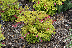 Ruby Gold Bleeding Heart (Dicentra spectabilis 'Ruby Gold') at Hunniford Gardens