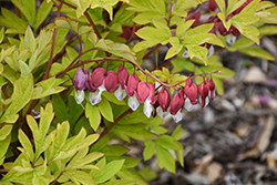 Ruby Gold Bleeding Heart (Dicentra spectabilis 'Ruby Gold') at Hunniford Gardens
