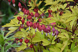 Ruby Gold Bleeding Heart (Dicentra spectabilis 'Ruby Gold') at Hunniford Gardens