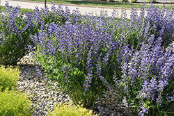 Blue Wild Indigo (Baptisia australis) at Hunniford Gardens