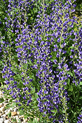 Blue Wild Indigo (Baptisia australis) at Hunniford Gardens