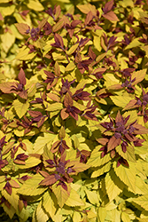 Double Play Dolly Spirea (Spiraea japonica 'Double Play Dolly') at Hunniford Gardens
