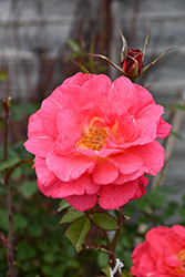 Cinnamon Hearts Rose (Rosa 'VLR13003') at Hunniford Gardens