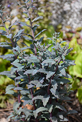 SunSparkler Sapphire Tuffet Stonecrop (Sedum 'Sapphire Tuffet') at Hunniford Gardens