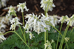 White Diamonds Fern-leaved Bleeding Heart (Dicentra 'White Diamonds') at Hunniford Gardens